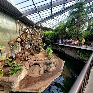 Aug. 2020 - Lied Jungle - Malayan Tapir/Francois' Langur Exhibit