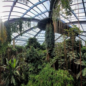 Aug. 2020 - Lied Jungle