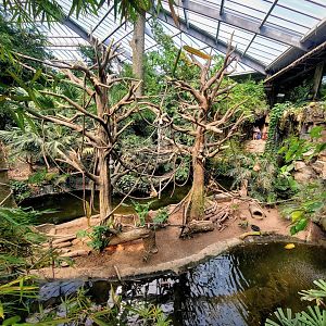 Aug. 2020 - Lied Jungle - White-handed Gibbon/Indian Crested Porcupine Exhibit