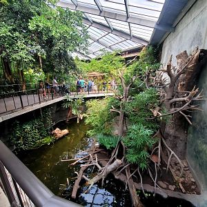 Aug. 2020 - Lied Jungle - Asian Small-clawed Otter/White-handed Gibbon Exhibit
