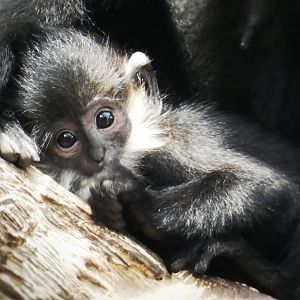 Aug. 2020 - Lied Jungle - Baby Francois' Langur