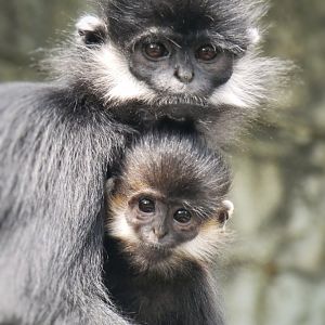Aug. 2020 - Lied Jungle - Francois' Langurs