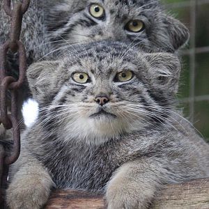Pallas’ Cat kittens