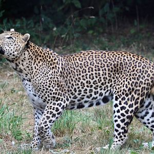 Sri Lankan Leopard