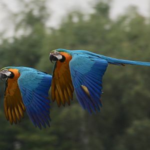 Blue-and-gold Macaws