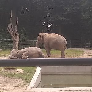Asian elephants