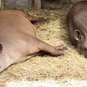 Lowland tapirs - indoors