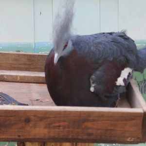 Sclater's crowned-pigeon