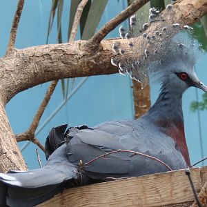 Victoria crowned-pigeon at the nest