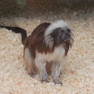 Cotton-top tamarin