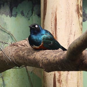 Superb starling