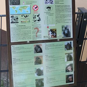 Sulawesi crested macaque ID's