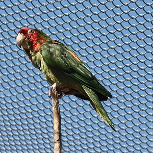 Red-headed conure