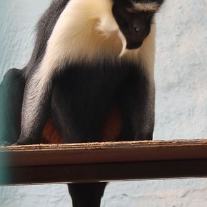 Diana monkey