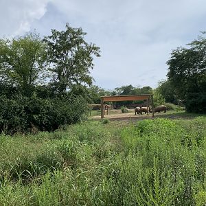 White rhinoceros (formerly African elephant) exhibit
