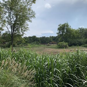 White rhinoceros (formerly African elephant) exhibit