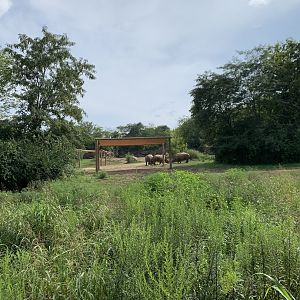 White rhinoceros (formerly African elephant) exhibit