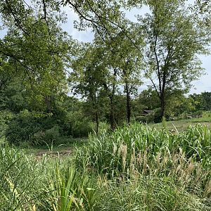 White rhinoceros (formerly African elephant) exhibit