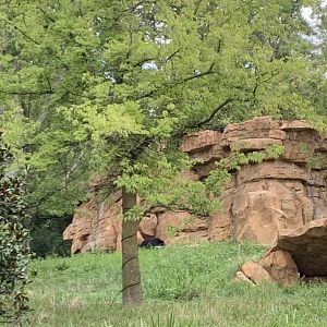 Expedition Peru: Andean Bear Exhibit