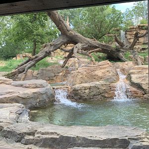 Expedition Peru: Andean Bear Exhibit