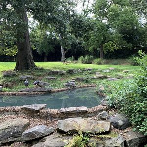 Baird’s Tapir & Crested Screamer Exhibit