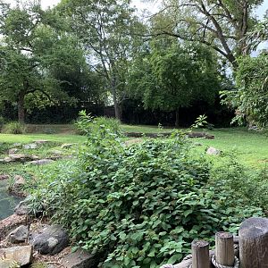 Baird’s Tapir & Crested Screamer Exhibit