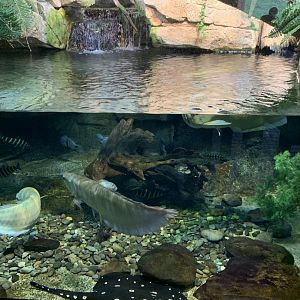 Expedition Peru: Freshwater fishes