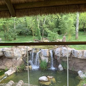 Tiger Crossroads: Sumatran Tiger Exhibit