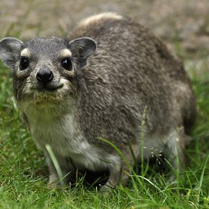 Yellow-Spotted Rock Hyrax (Heterohyrax brucei)