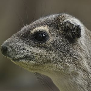 Yellow-Spotted Rock Hyrax (Heterohyrax brucei)