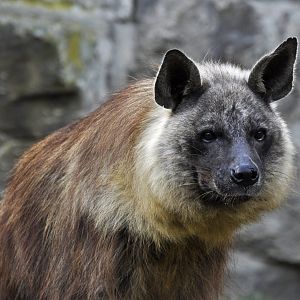 Brown hyena (Hyaena brunnea)