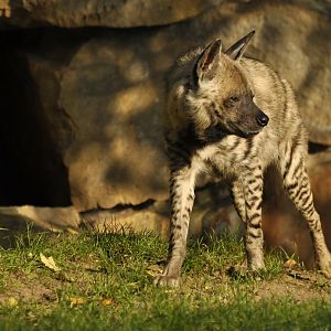 Striped hyaena (Hyaena hyaena)