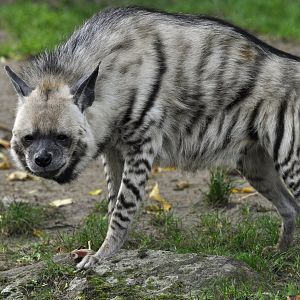 Striped hyaena (Hyaena hyaena)
