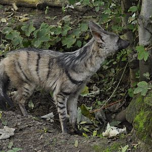 Aardwolf (Proteles cristata)