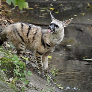 Aardwolf (Proteles cristata)