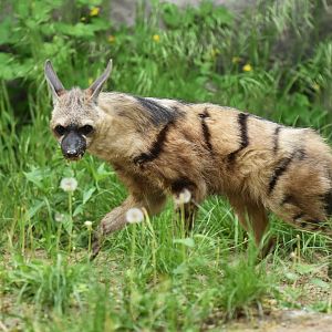 Aardwolf (Proteles cristata)