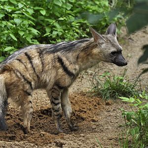 Aardwolf (Proteles cristata)