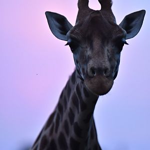 Rothschild's girafe (Giraffa cameleopardis rothschildii)