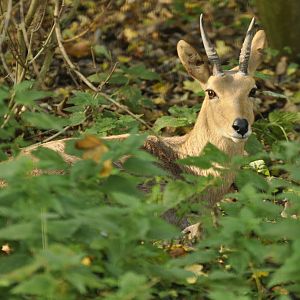 Southern mountain reedbuck (Redunca fulvorufula fulvorufula)