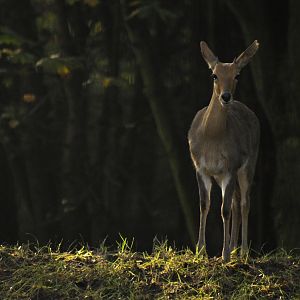 Southern mountain reedbuck (Redunca fulvorufula fulvorufula)