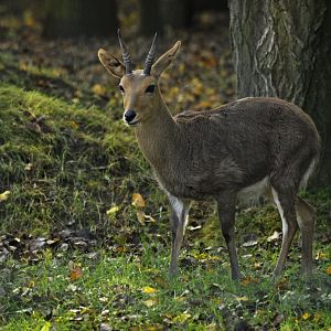 Southern mountain reedbuck (Redunca fulvorufula fulvorufula)