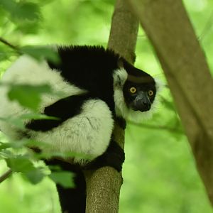 Maki vari (Varecia variegata)