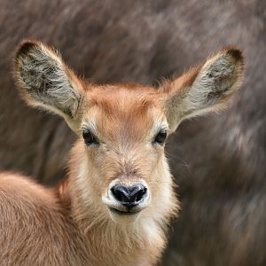 Common waterbuck (Kobus ellipsiprymnus ellipsiprymnus)