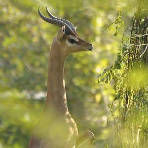 Gerenuk (Litocranius walleri walleri)