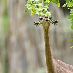 Gerenuk (Litocranius walleri walleri)