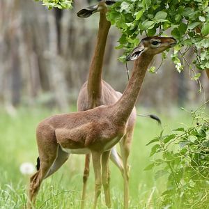 Gerenuk (Litocranius walleri walleri)