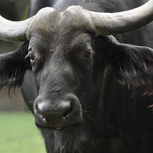 Cape buffalo (Syncerus caffer)