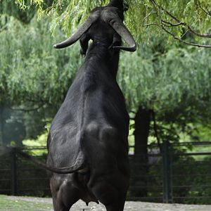 Cape buffalo (Syncerus caffer)