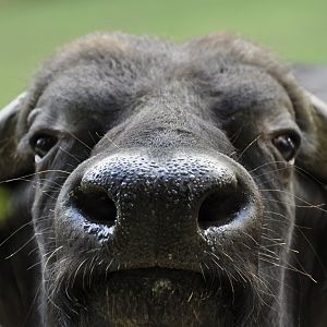 Cape buffalo (Syncerus caffer)