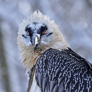 Bearded vulture (Gypaetus barbatus)